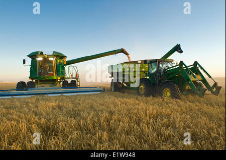 Mietitrebbia scarica l'orzo in un carro del grano in movimento durante il raccolto, vicino Ponteix, Saskatchewan, Canada Foto Stock