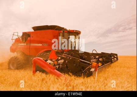 Combinare i raccolti di grano duro vicino Ponteix, Saskatchewan, Canada Foto Stock