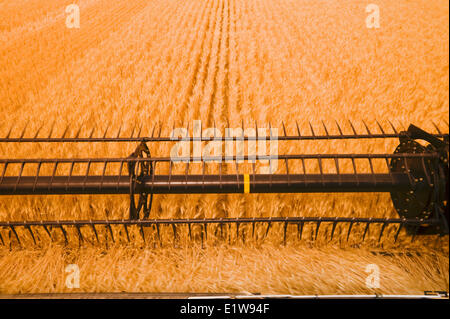 In prossimità della testata della mietitrebbia la mietitura del frumento duro, vicino Ponteix, Saskatchewan, Canada Foto Stock