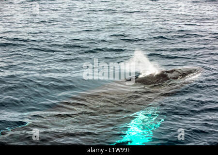 Humpback Whale schizzando, (Megaptera novaengliae, Witless Bay Riserva Ecologica, Terranova, Canada Foto Stock