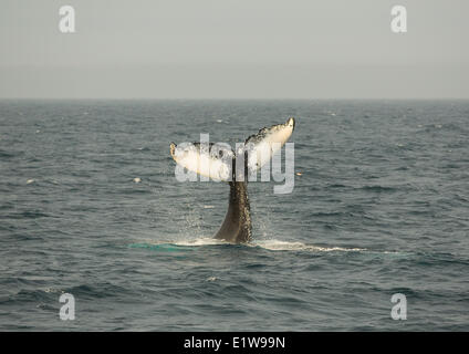 Humpback Whale tail lobbing, (Megaptera novaengliae, Witless Bay Riserva Ecologica, Terranova, Canada Foto Stock