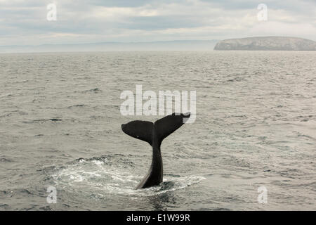 Humpback Whale tail lobbing, (Megaptera novaengliae, Witless Bay Riserva Ecologica, Terranova, Canada Foto Stock