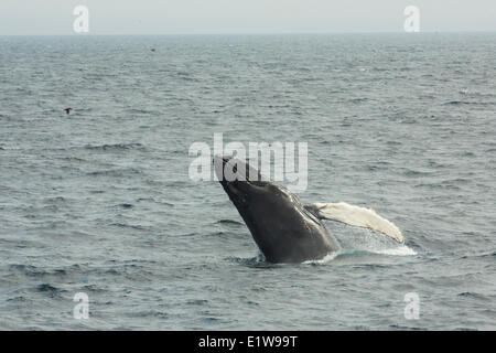 Humpback Whale, (Megaptera novaeangliae) violando, Witless Bay Riserva Ecologica, Terranova, Canada Foto Stock