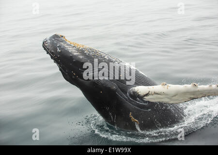 Humpback Whale, (Megaptera novaeangliae) violando, Witless Bay Riserva Ecologica, Terranova, Canada Foto Stock