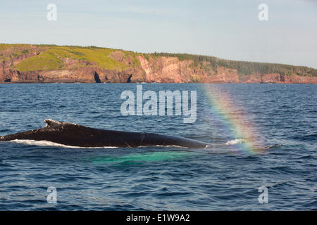 Humpback Whale schizzando, (Megaptera novaengliae, Witless Bay Riserva Ecologica, Terranova, Canada Foto Stock