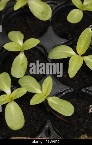 Girasole gigante piantine in vasi Helianthus annuus Foto Stock
