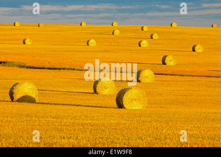 Balle in campo al tramonto, Grande Prairie, Alberta, Canada Foto Stock