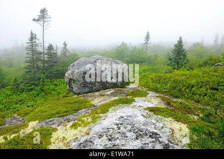 Habitat (rock abete) lungo il sentiero che conduce all'Oceano Atlantico Kejimkujik Parco Nazionale di Seaside Adjunct Nova Scotia Canada Foto Stock