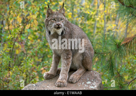 (Lynx Lynx canadensis) seduto sul grande masso in tarda estate. Minnesota, Stati Uniti d'America Foto Stock