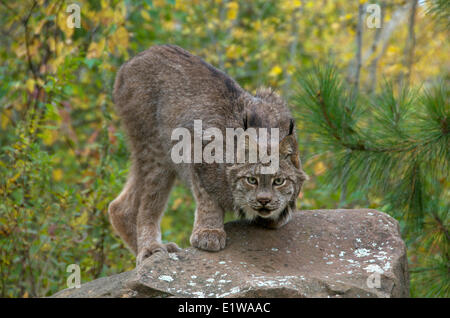(Lynx Lynx canadensis) seduto sul grande masso in tarda estate. Minnesota, Stati Uniti d'America Foto Stock