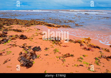 Le alghe, erba e rocce sulla sabbia rossa lungo la spiaggia del golfo di San Lorenzo, Tignish Shore, Prince Edward Island, Canada Foto Stock