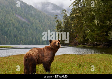 Orso grizzly, (Ursus arctos horribilus) femmina sorridente, Khutzeymateen, grande orso nella foresta pluviale, British Columbia, Canada Foto Stock