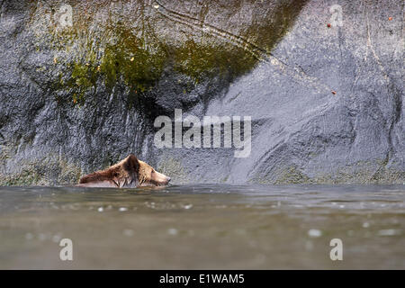 Orso grizzly (Ursus arctos horribilus) nuoto passato un attacco in una parete di roccia che assomiglia alla testa di recare grande orso Foto Stock