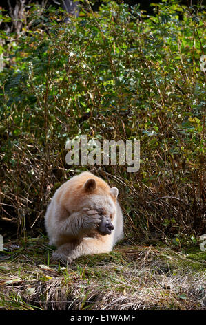 Kermode Bear (ursus americanus kermodei) noto anche come lo Spirito di orso, grande orso nella foresta pluviale, British Columbia, Canada Foto Stock