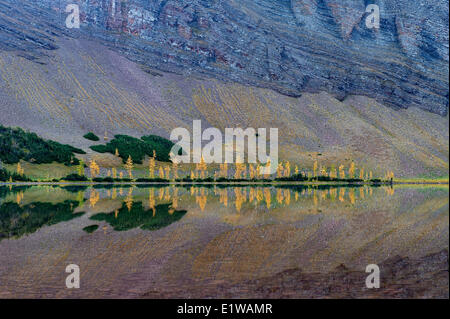 Caduta di colore giallo di riflessione gli alberi sono chiamati Tamarack o Larice (Larix laricina) Superiore Rowe Lago Waterton Lakes National Park Foto Stock