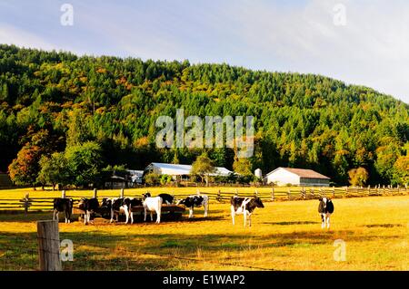 Vacche da latte alimentare in un trogolo in un campo vicino a Duncan, BC, Canada Foto Stock