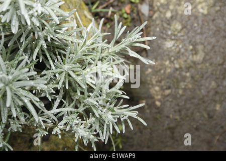 Impianto di curry in crescita in rockery Helichrysum italicum Foto Stock