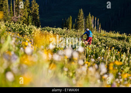 Un maschio di mountain biker cavalca il sentiero 401, Crested Butte, CO Foto Stock