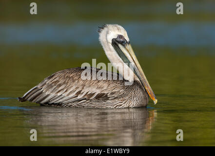 Pellicano marrone (Pelecanus occidentalis) - Fort Myers Beach, Florida Foto Stock