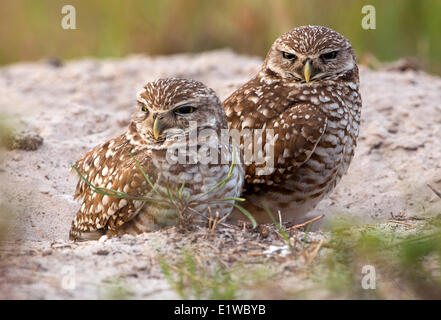 Scavando la civetta (Athene cunicularia) - Cape Coral, Florida Foto Stock