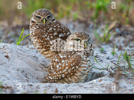 Scavando la civetta (Athene cunicularia) - Cape Coral, Florida Foto Stock