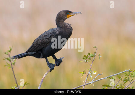 Double-crested cormorano (Phalacrocorax auritus) - Zone umide Viera Florida Foto Stock