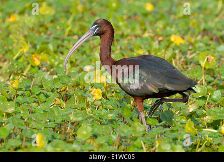 Ibis lucido (Plegadis falcinellus) - cerchio B Bar Riserva, Florida Foto Stock