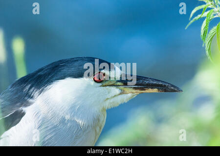 Nero-incoronato Night-Heron (Nycticorax nycticorax) presso il Parc des Rapides un 30-ettaro waterside park contenente marsh piscine Foto Stock