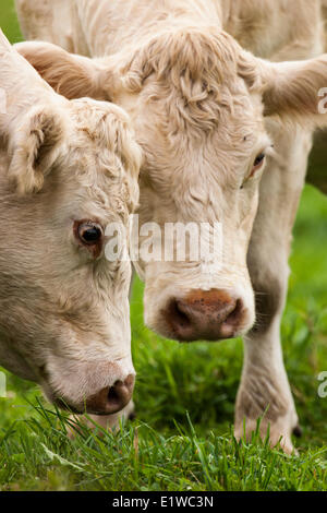 Charolais bovini (Bos taurus) una carne di bovini di razza che ha avuto origine in Charolais intorno Charolles in Francia. © Allen McEachern Foto Stock