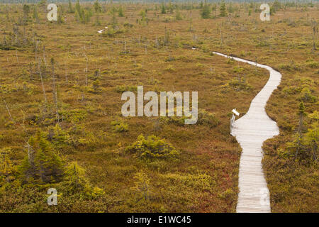 Guardando verso il Sentiero della palude in Kouchibouguac National Park, New Brunswick. © Allen McEachern. Foto Stock