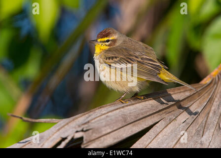 Palm trillo (Setophaga palmarum) - Venezia Rookery, Florida Foto Stock