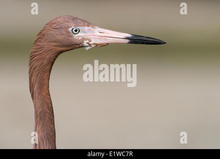 Reddish Garzetta (Egretta rufescens) - Fort Myers Beach, Florida Foto Stock