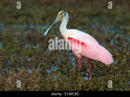 Roseate Spatola (Platalea ajaja) - cerchio B Bar Riserva, Florida Foto Stock