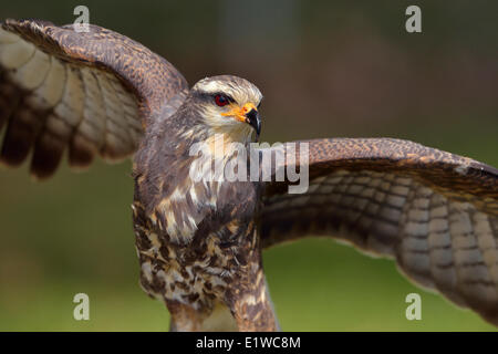 Snail Kite (Rostrhamus sociabilis) - West Lake Tohopekaliga, Kissimmee Florida Foto Stock