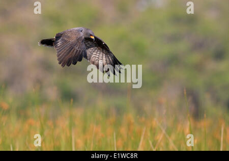 Snail Kite (Rostrhamus sociabilis) - West Lake Tohopekaliga, Kissimmee Florida Foto Stock