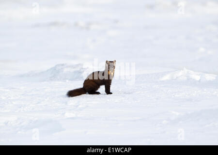 Martora (Martes americana), costa ovest della Baia di Hudson, a sud di Arviat, Nunavut, Canada Foto Stock