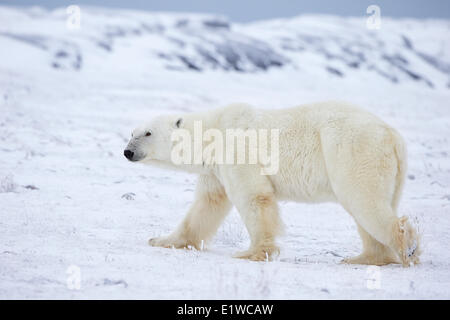 Orso polare (Ursus maritimus), Churchill, Manitoba, Canada Foto Stock