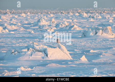 Civetta delle nevi (Bubo scandiacus) e Arctic Fox (Vulpes vulpes lagopus), west coast Hudosn Bay, a sud di Arviat, Nunavut, Canada Foto Stock