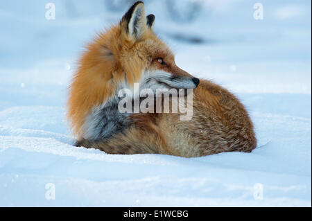 Red Fox (Vulpes vulpes vulpes), il Parco Nazionale di Yellowstone, Wyoming, Stati Uniti d'America Foto Stock