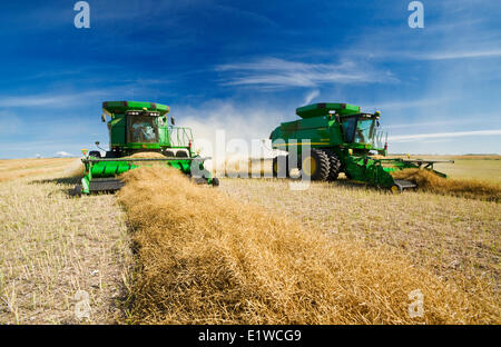 Trebbiatrici mietitrebbia lavorano in un swathed canola field, vicino Kamsack, Saskatchewan, Canada Foto Stock