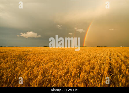 Coppia inverno campo di grano e un arcobaleno nel cielo, vicino a punto di riferimento, Manitoba, Canada Foto Stock