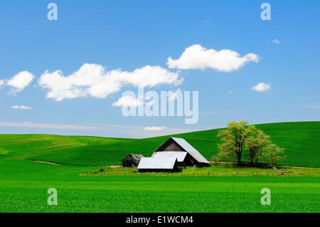 Un vecchio fienile e terreni agricoli nella regione di Palouse dello Stato di Washington, USA. Foto Stock