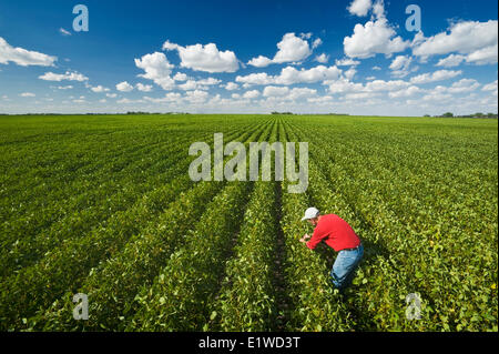 Un agricoltore in una metà della crescita campo di soia nei pressi di Winkler, Manitoba, Canada Foto Stock