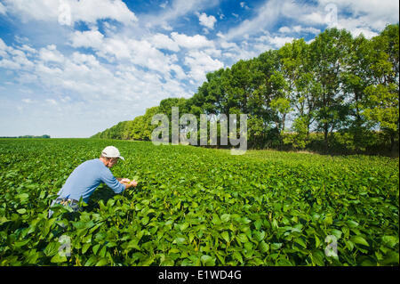 Un agricoltore controlla un campo di soia con shelterbelt in background, vicino Niverville , Manitoba, Canada Foto Stock