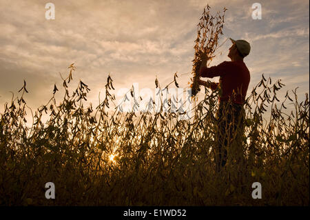 Un agricoltore controlla il suo raccolto in una coppia di semi di soia, di campo nei pressi di Lorette, Manitoba, Canada Foto Stock