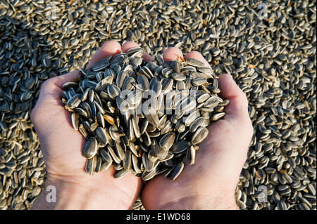 POV close-up maschio per il fissaggio manuale nuovo adattatore per valvola  Netatmo per il radiatore collegato Foto stock - Alamy