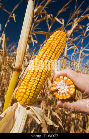 Close-up della mano che tiene la maturazione di granella e mais alimentazione; nei pressi di Lorette; Manitoba, Canada Foto Stock