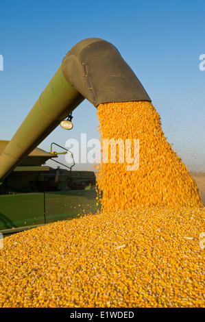 Una mietitrebbia si svuota in un carro del grano per il viaggio, durante l'alimentazione/ grano raccolto di mais, vicino Niverville, Manitoba, Canada Foto Stock