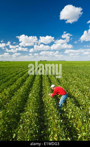 Un agricoltore scout metà crescita campo di semi di soia per la malattia nei pressi di Winkler, Manitoba, Canada Foto Stock