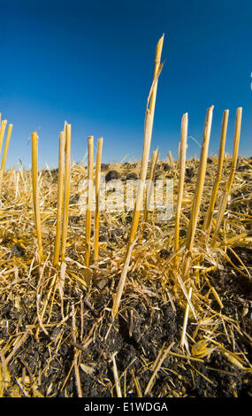 Stoppie di grano in un campo parziale che mostra la lavorazione del campo , nei pressi di Lorette, Manitoba, Canada Foto Stock